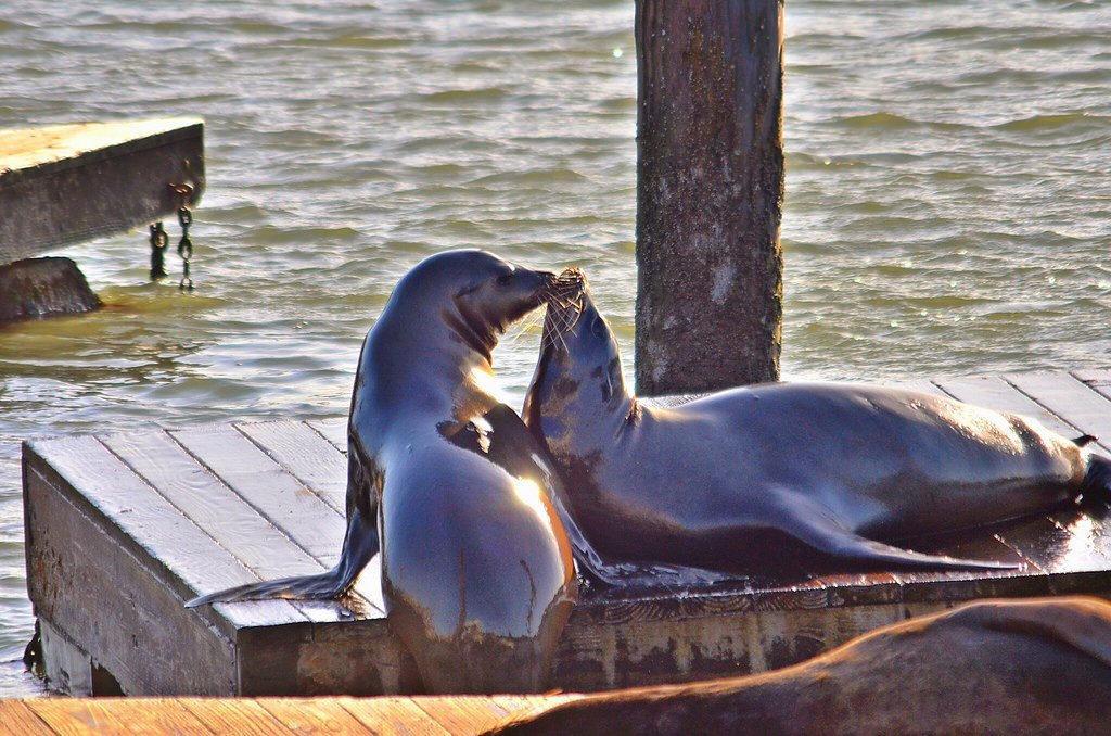 Sea lions san Francisco pier 39