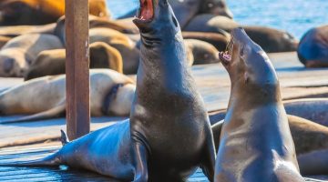 sea lions pier 39