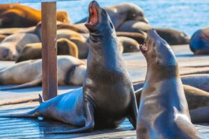 Sea lions san francisco peir 39