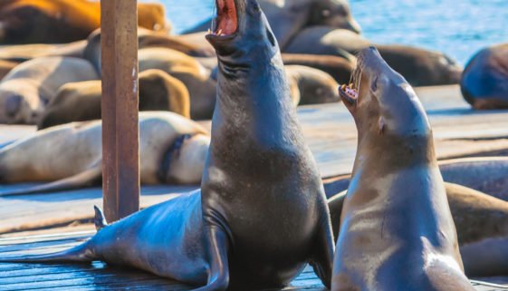 Sea lions san francisco peir 39