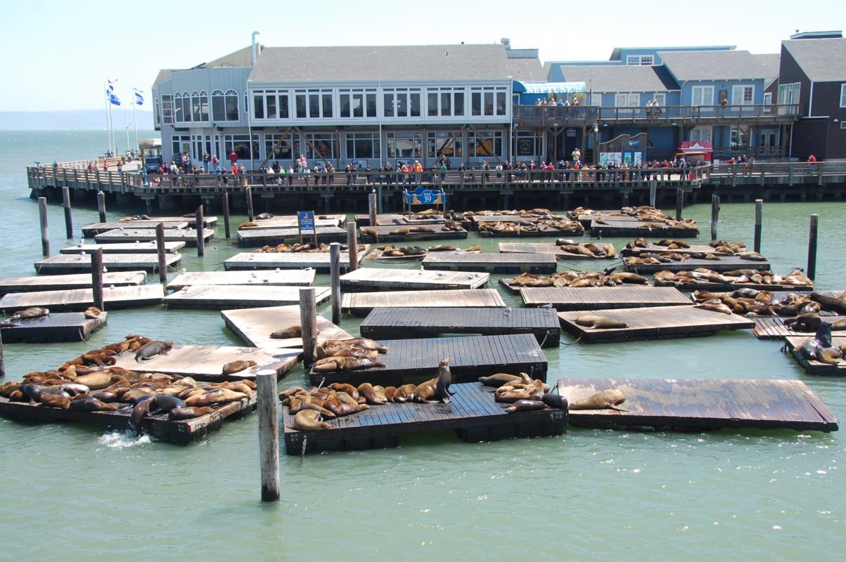 sea lions pier 39 san francisco