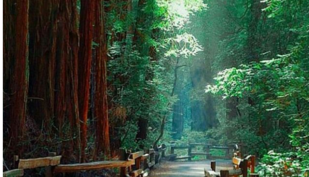 Muir Woods