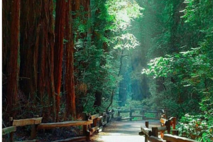 Muir Woods