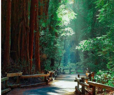 Muir Woods