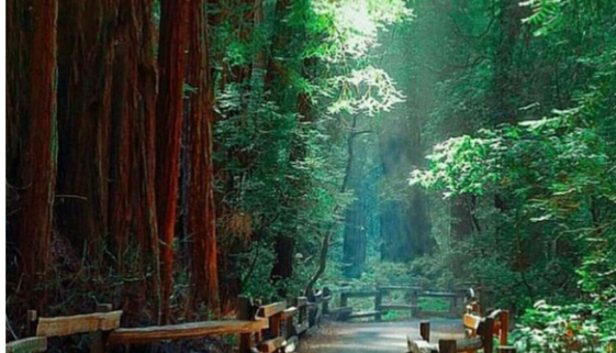 Muir Woods