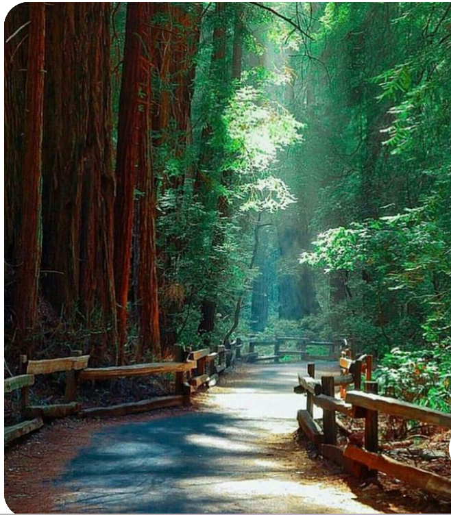 Muir Woods